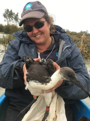 Dr Heather McGinness fitting a satellite tracker to a straw-necked ibis. Photo credit Ben Gawne1